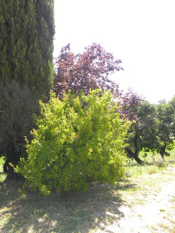 Agriristoro Podere S. Andrea Massa Marittima Exterior photo